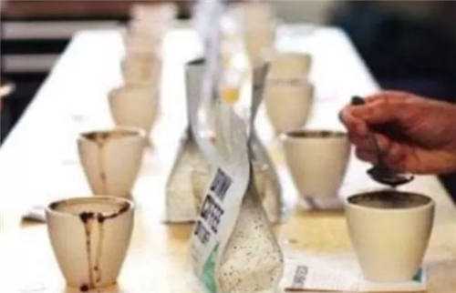 對咖啡豆樣品進行杯測